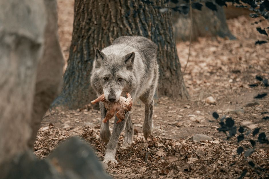 Nature A Lone Wolf Carries Its Prey In A Natural Forest Environment. HD Wallpaper #3824